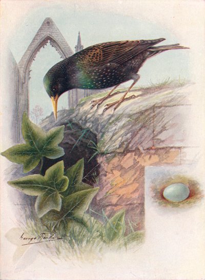ムクドリ-Sturnus vulgaris、c1910、1910 作： George James Rankin