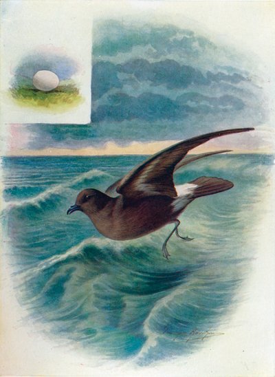 ストームペトレル-Procellaria pelagica、c1910、1910 作： George James Rankin