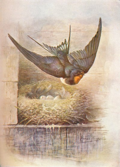 ツバメ-Hirundo rustica、c1910、1910 作： George James Rankin