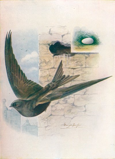 Swift-Cypselus apus、c1910、1910 作： George James Rankin