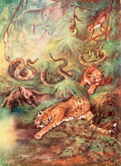 ブラジルの大森林と動物園（カラーリトグラフ） 作： George James Rankin