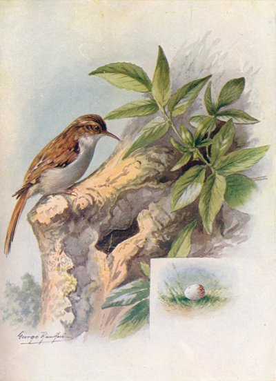 Tree-Creeper-Certhia馴染み、c1910、1910 作： George James Rankin