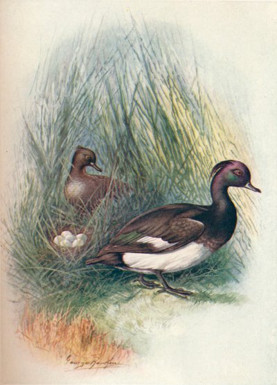 キンクロハジロ-Fuligula cristata、c1910、1910 作： George James Rankin