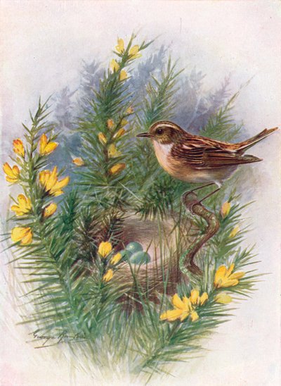 Whinchat-Pratincola rubetra、c1910、1910 作： George James Rankin