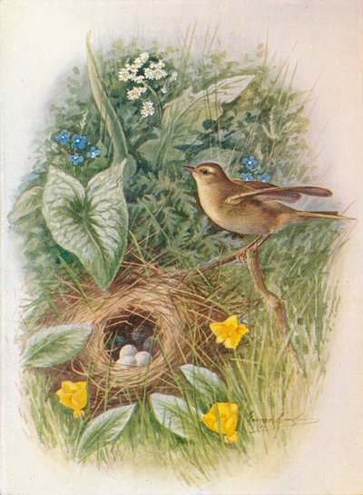 ウィローミソサザイ-Phylloscopus trochilus、c1910、1910 作： George James Rankin