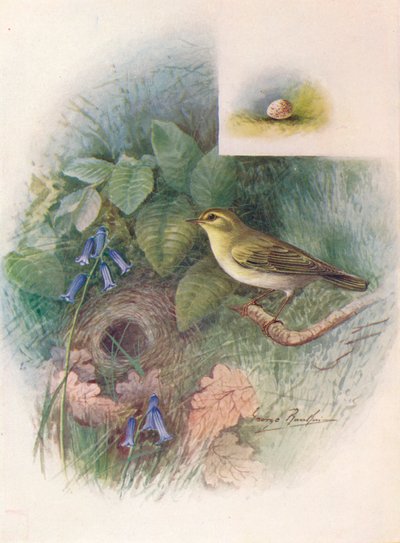ウッドミソサザイ-Phylloscopus sibilatrix、c1910、1910 作： George James Rankin