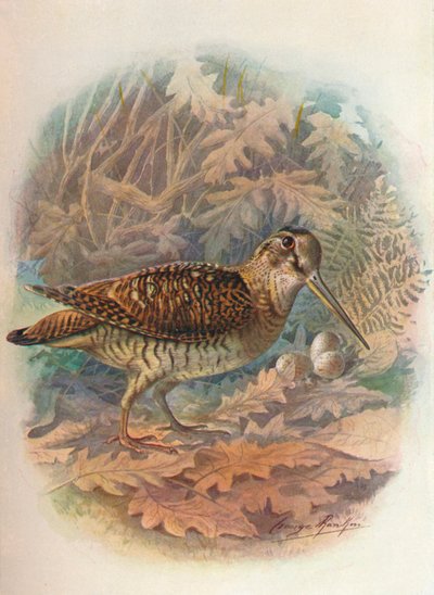 ウッドコック-Scolopax rusticula、c1910、1910 作： George James Rankin
