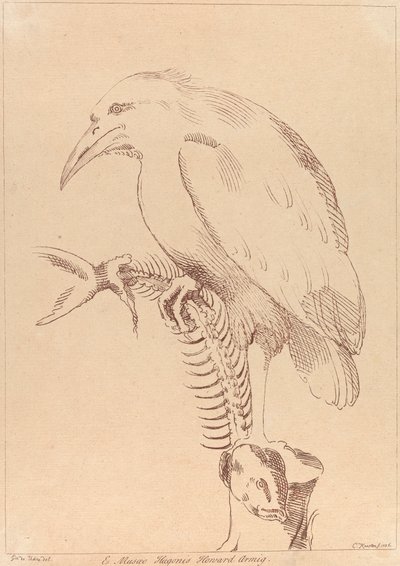 無題: 魚の骨格を持つ鳥 作： George Knapton