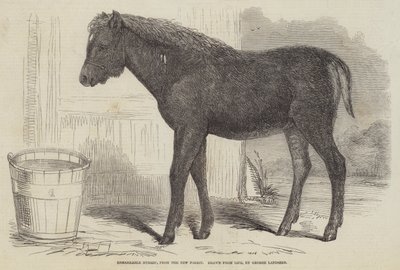 新しい森からの驚くべきハイブリッド 作： George Landseer