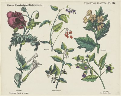 有毒植物 (オブジェクトのタイトル) 新しいオランダの子供の版画 (オブジェクトのシリーズ タイトル) 作： George Lodewijk Funke