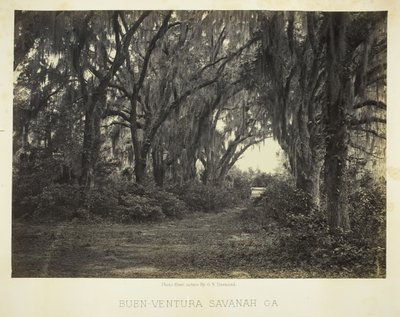 ボン ベンチュラ サバンナ、ジョージア州、1866 年。 作： George N. Barnard