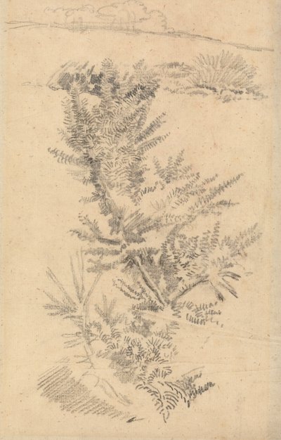 牧草地の樹木等の研究 作： George Richmond