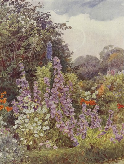 紫カンパニュラ 作： George Samuel Elgood