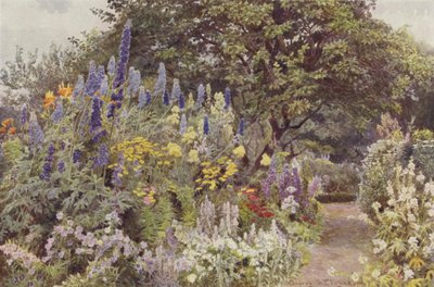 ラークスパー、ラムスクリフ 作： George Samuel Elgood