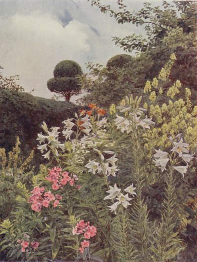 白いユリと黄色の僧侶 作： George Samuel Elgood