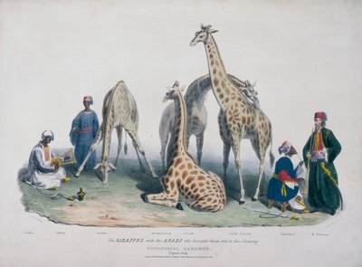 動物園、リージェンツ パーク、メリルボーン、ロンドン、1836 年 作： George Scharf