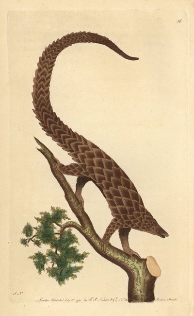「The Naturalist