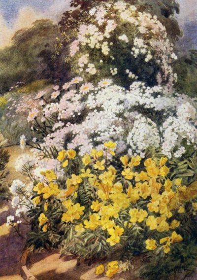 Oenothera Fruticosa Youngii, one of the Best Evening Primroses, with Background of White Phloxes, Achillea Ptarmica and Shasta Daisies (colour litho) 作： George Soper