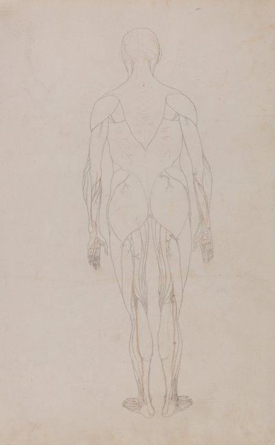 人体の構造と虎および家禽の構造の比較解剖学的説明：人体後面図（表XIIのためのさらなる研究） 作： ジョージ・スタッブス