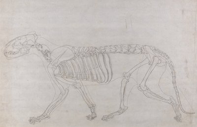 人体の構造と虎および家禽の構造の比較解剖学的解説：虎の骨格、側面図 作： ジョージ・スタッブス
