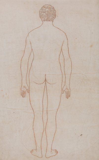 人体の構造と虎および家禽の構造の比較解剖学的説明：人体後面図（表VIIのための外形図） 作： ジョージ・スタッブス