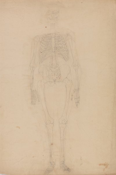 人体の構造と虎および家禽の構造の比較解剖学的解説：人体骨格 前面図 作： ジョージ・スタッブス