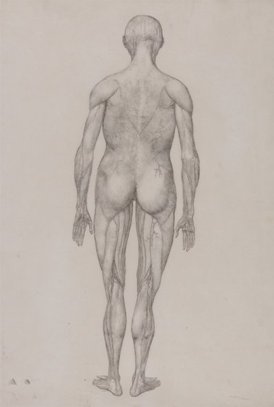 人体の構造と虎および家禽の構造の比較解剖学的説明：人体後面図（表XIIの完成図とほぼ同じ） 作： ジョージ・スタッブス