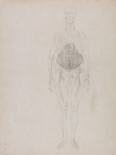 人体の構造と虎および家禽の構造の比較解剖学的説明：人体前面図（大略） 作： ジョージ・スタッブス