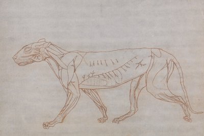 人体の構造と虎および家禽の構造の比較解剖学的解説：虎の体、側面図 作： ジョージ・スタッブス