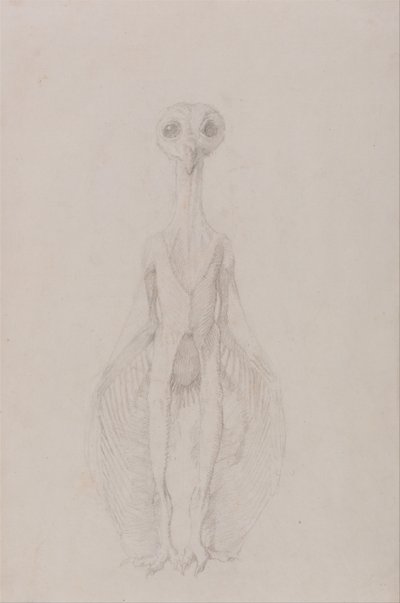人体の構造と虎および家禽の構造の比較解剖学的説明：フクロウの立ち姿、前面図 作： ジョージ・スタッブス