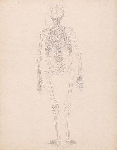 人体の構造と虎および家禽の構造の比較解剖学的解説：ヒトの骨格、後面 作： ジョージ・スタッブス