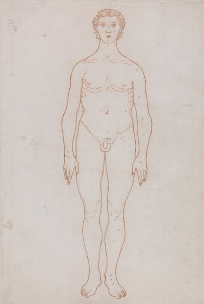 人体の構造と虎および家禽の構造の比較解剖学的説明：人体前面図（表VI用概要図） 作： ジョージ・スタッブス