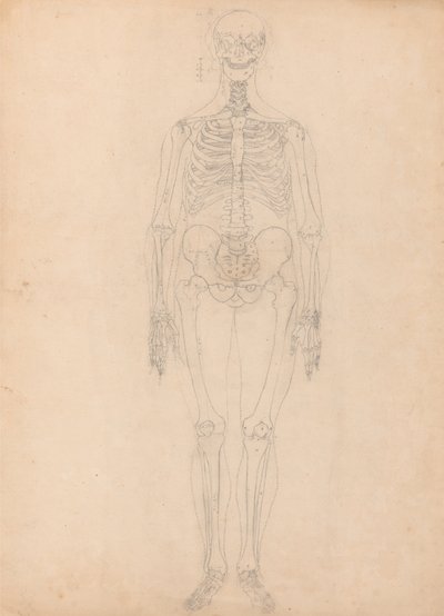 人体の構造と虎および家禽の構造の比較解剖学的解説：人体骨格 前面図 作： ジョージ・スタッブス