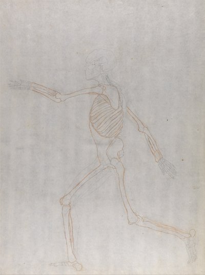 人体の構造と虎および家禽の構造の比較解剖学的解説：人体骨格側面図 作： ジョージ・スタッブス