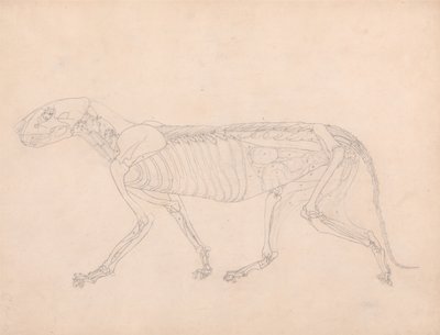 人体の構造と虎および家禽の構造の比較解剖学的解説：虎の体、側面図 作： ジョージ・スタッブス
