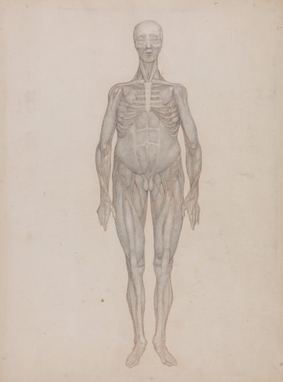 人体の構造と虎および家禽の構造の比較解剖学的説明：人体前面図（出版されなかったプレートのために意図されたもの） 作： ジョージ・スタッブス