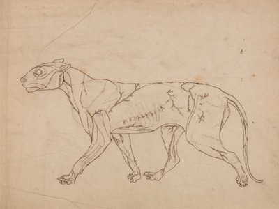 人体の構造と虎および家禽の構造の比較解剖学的解説：  虎の体、側面図（表層の筋肉とその血液供給の概略研究、おそらく重要な図として作成されたもの） 作： ジョージ・スタッブス