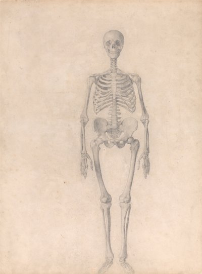 人体の構造と虎および家禽との比較解剖学的説明：ヒトの骨格、前面図（表I用完成習作） 作： ジョージ・スタッブス