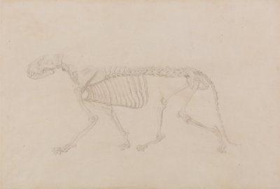 人体の構造と虎および家禽の構造の比較解剖学的解説：虎の骨格、側面図（表IVのための完成度の高い研究） 作： ジョージ・スタッブス
