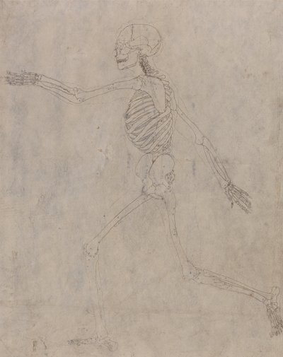 人体の構造と虎および家禽の構造の比較解剖学的解説：人体骨格側面図 作： ジョージ・スタッブス