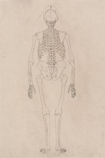 人体の構造と虎および家禽の構造の比較解剖学的解説：ヒトの骨格、後面（表II関係） 作： ジョージ・スタッブス