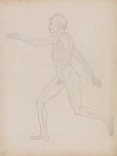 人体の構造と虎および家禽の構造の比較解剖学的説明：人体側面図 作： ジョージ・スタッブス