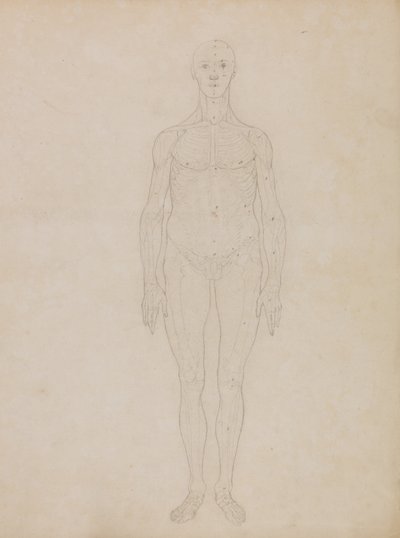 人体の構造と虎および家禽の構造の比較解剖学的説明：人体前面図の研究（おそらく表XIに関連したものであろう） 作： ジョージ・スタッブス
