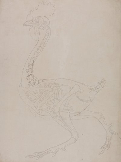 人体の構造と虎および家禽の構造の比較解剖学的解説：  家禽の骨格、側面図 作： ジョージ・スタッブス