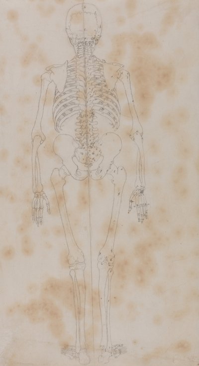 人体の構造と虎および家禽の構造の比較解剖学的解説：人体骨格後面図（おそらく骨格研究の最初のものであろう） 作： ジョージ・スタッブス