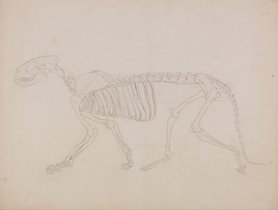 人体の構造と虎および家禽の構造の比較解剖学的解説：虎の骨格、側面図 作： ジョージ・スタッブス