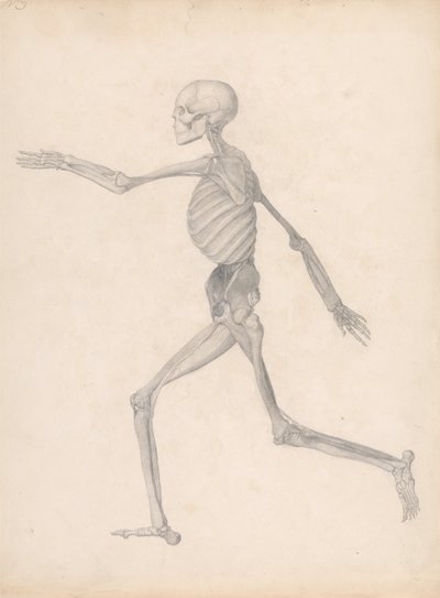 人体の構造と虎および家禽の構造の比較解剖学的説明：人体像、側面像（未発表の表のための完成研究、解剖の最終段階を表す） 作： ジョージ・スタッブス