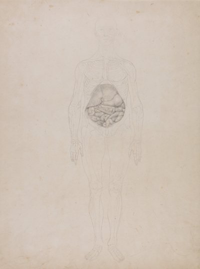 人体の構造と虎および家禽の構造の比較解剖学的説明：人体前面図（概要図） 作： George Stubbs
