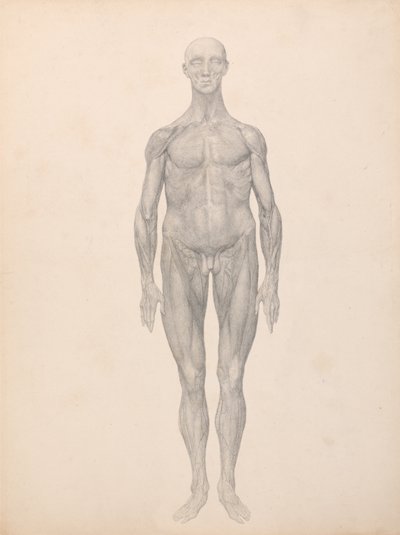 人体の構造と虎および家禽の構造の比較解剖学的説明：人体図、前面図、皮膚および下層の筋膜を除去した状態（XI表用完成品） 作： ジョージ・スタッブス