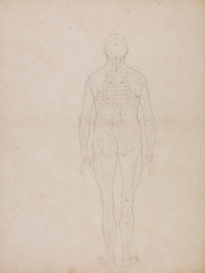 人体の構造と虎および家禽の構造の比較解剖学的説明：人体後面図 作： ジョージ・スタッブス